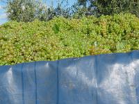 Weinlese &ndash; &copy; Anne Sturm (Eberhardt TRAVEL)