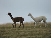 Lamas &ndash; &copy; Anne Sturm (Eberhardt TRAVEL)