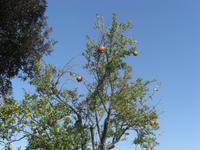 Granatapfelbaum in Paestum &ndash; &copy; Anne-Katrin Müller (Eberhardt TRAVEL)