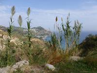 maronti &ndash; &copy; Petra Scherbaum (Eberhardt TRAVEL)