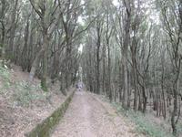 Im Pinienwald &ndash; &copy; Petra Scherbaum (Eberhardt TRAVEL)