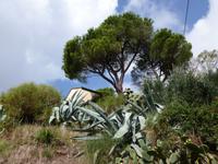 Wanderweg zwischen Bonassola und Levanto  &ndash; &copy; Betina Marinow (Eberhardt TRAVEL)
