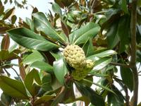 Levanto Impressionen &ndash; &copy; Betina Marinow (Eberhardt TRAVEL)