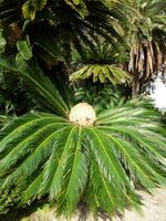 Villa Durazzo &ndash; &copy; Betina Marinow (Eberhardt TRAVEL)
