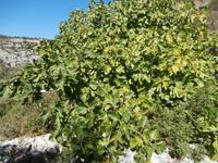 Feigenbaum &ndash; &copy; Ingrid Langer (Eberhardt TRAVEL)