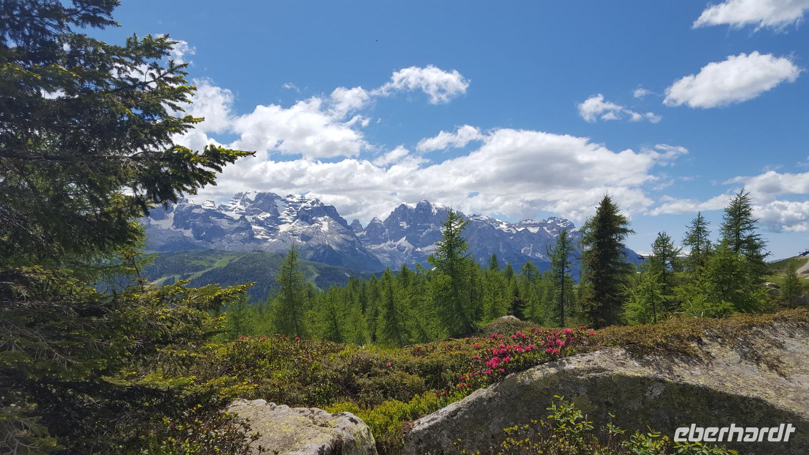Alpenrose &ndash; &copy; Betina Marinow (Eberhardt TRAVEL)