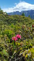 Alpenrose &ndash; &copy; Betina Marinow (Eberhardt TRAVEL)