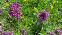 Naturparl Adamello Brenta &ndash; &copy; Betina Marinow (Eberhardt TRAVEL)