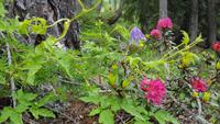 Alpenrose + Klematis &ndash; &copy; Betina Marinow (Eberhardt TRAVEL)