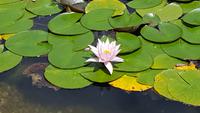 Seerosenteich &ndash; &copy; Betina Marinow (Eberhardt TRAVEL)