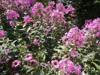 Blumenpracht in Trauttmansdorff &ndash; &copy; Gabriele Schwarze (Eberhardt TRAVEL)
