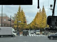 Gingko Bäume