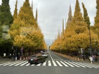 Tokyo - Gingko Allee &ndash; &copy; Sabine Letzybyll (Eberhardt TRAVEL)