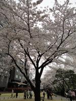 Kirschbaum im Grand Prince New Takanawa &ndash; &copy; Ivonne Lischke (Eberhardt TRAVEL)