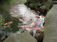 Koi im Happoen-Garten_2 &ndash; &copy; Ivonne Lischke (Eberhardt TRAVEL)