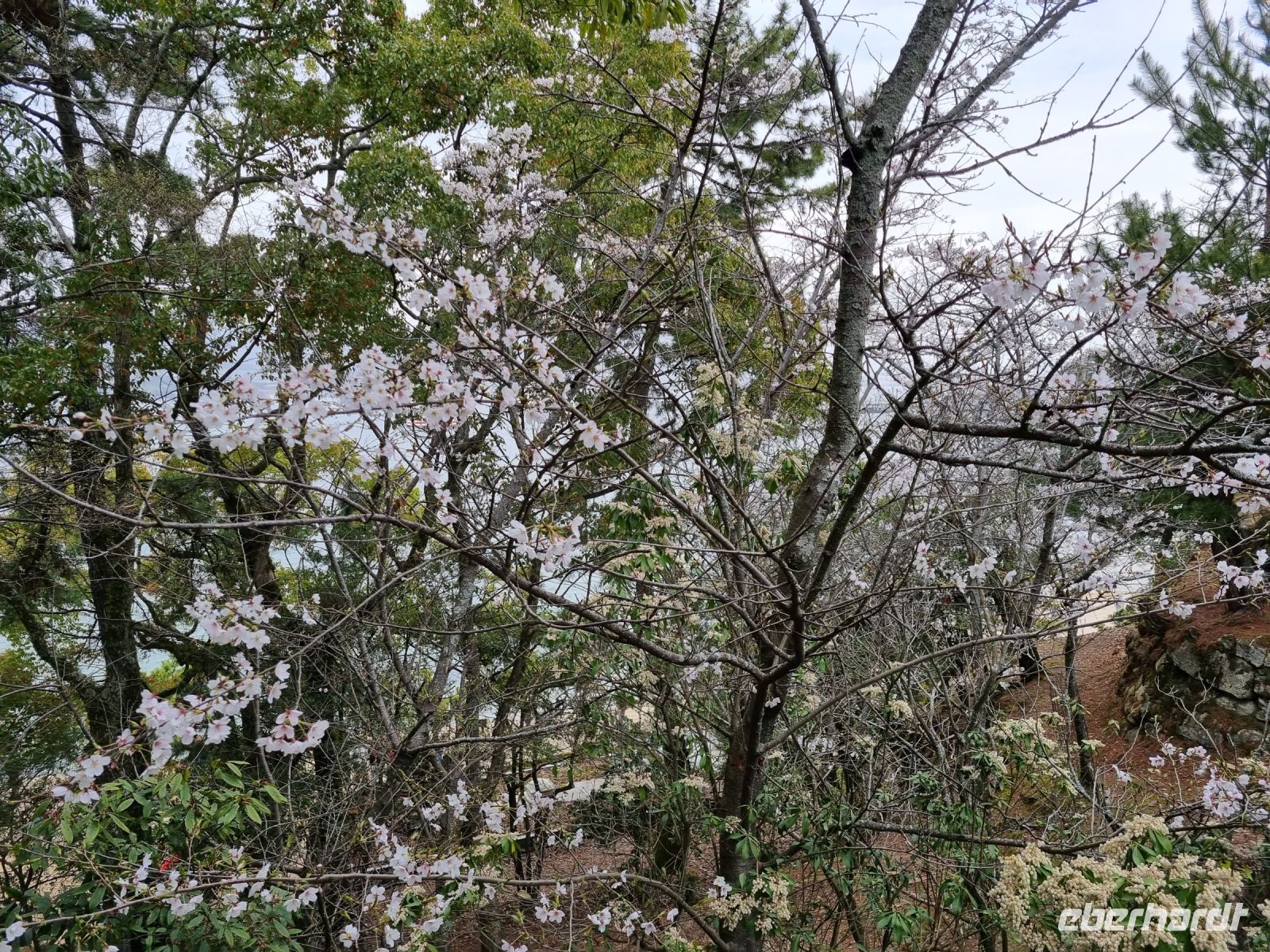 Insel Miyajima &ndash; &copy; Katrin Deutschbein (Eberhardt TRAVEL)