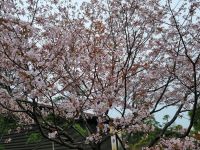Tokio - Kirschblüte vor dem Nationaltheater &ndash; &copy; Katrin Deutschbein (Eberhardt TRAVEL)