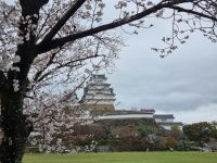 Burg Himeji - Kirschblüte  &ndash; &copy; Katrin Deutschbein (Eberhardt TRAVEL)