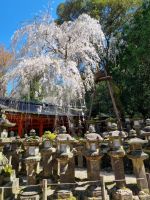 Nara - Kasuga-Taisha-Schrein &ndash; &copy; Katrin Deutschbein (Eberhardt TRAVEL)