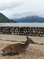 204. Insel Miyajima &ndash; &copy; Teresa Rumpel (Eberhardt TRAVEL)