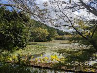 238. Ryoanji-Tempel Kyoto &ndash; &copy; Teresa Rumpel (Eberhardt TRAVEL)
