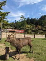 275. Nara &ndash; &copy; Teresa Rumpel (Eberhardt TRAVEL)