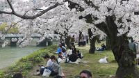 Hiroshima, Kirschblüte