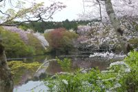 Ryoanji-Tempel