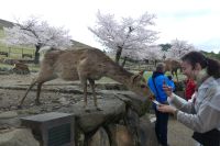 Samira in Nara &ndash; &copy; Frank Nimschowski (Eberhardt TRAVEL)