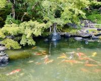 Tag 5 - Koi-Teich