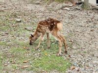 Tag 10 - Sikahirsch &ndash; &copy; Christin Kuschka (Eberhardt TRAVEL)