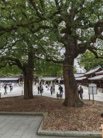 Meiji Schrein Tokio &ndash; &copy; Philip Seidel (Eberhardt TRAVEL)