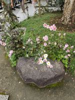 Hasedera-Tempel Kamakura &ndash; &copy; Philip Seidel (Eberhardt TRAVEL)