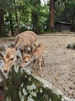 Kasuga-Schrein in Nara &ndash; &copy; Philip Seidel (Eberhardt TRAVEL)