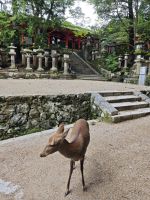 Kasuga-Schrein in Nara &ndash; &copy; Philip Seidel (Eberhardt TRAVEL)