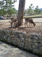 Ausflug nach Nara &ndash; &copy; Sylvia Sann (Eberhardt TRAVEL)