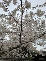 in Nara