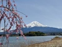 6. Tag: Erkundungen um den Fuji-san – Blick auf den Fuji vom Oishi-Park &ndash; &copy; Andreas Wolfsteller (Eberhardt TRAVEL)