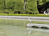 9. Tag: Hiroshima – Reiher im Friedenspark &ndash; &copy; Andreas Wolfsteller (Eberhardt TRAVEL)