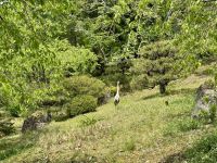 10. Tag: Erkundung von Kyoto – Reiher im Heian-jingu-Schrein &ndash; &copy; Andreas Wolfsteller (Eberhardt TRAVEL)