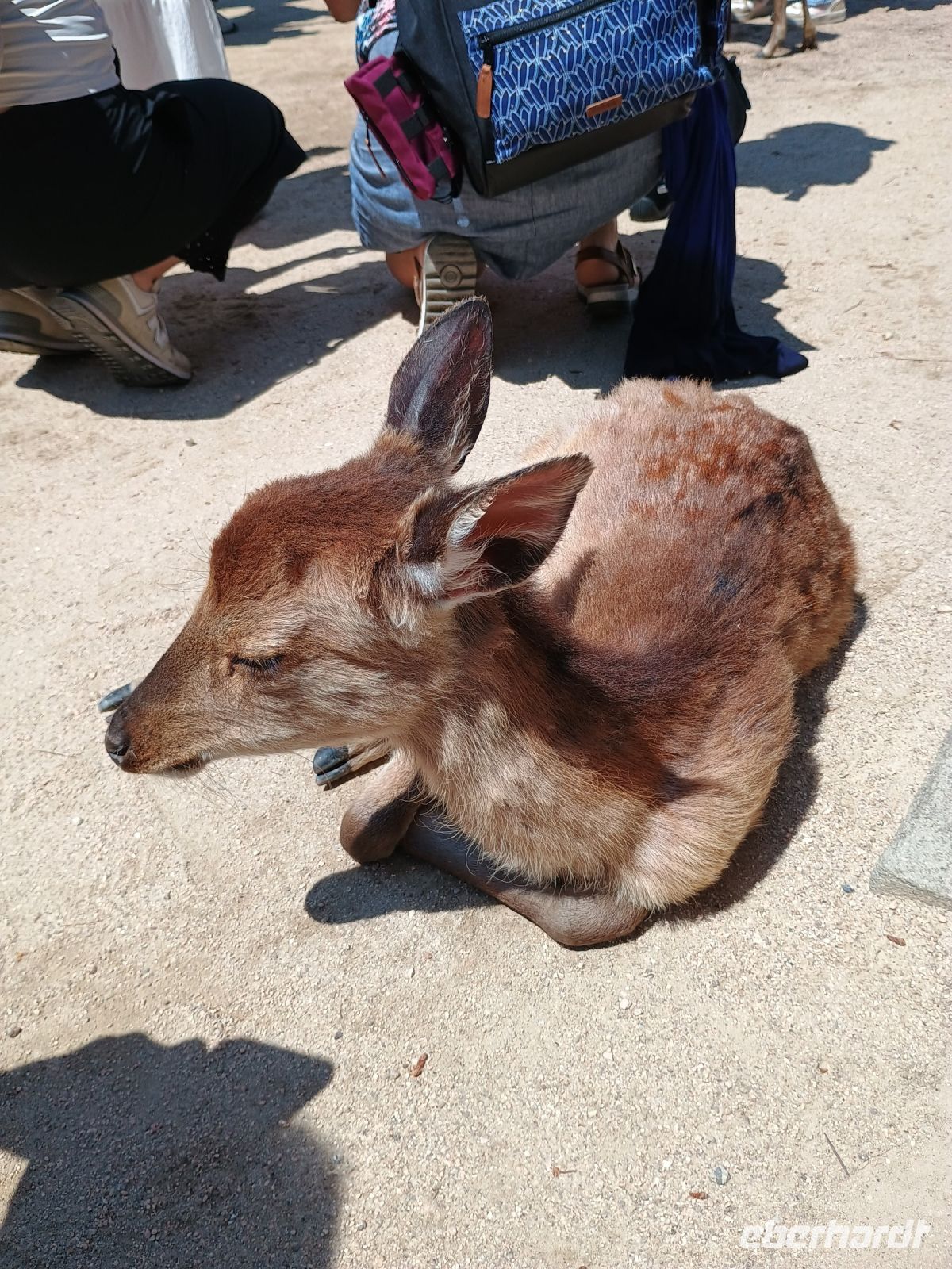 Insel Miyajima &ndash; &copy; Johanna König (Eberhardt TRAVEL)