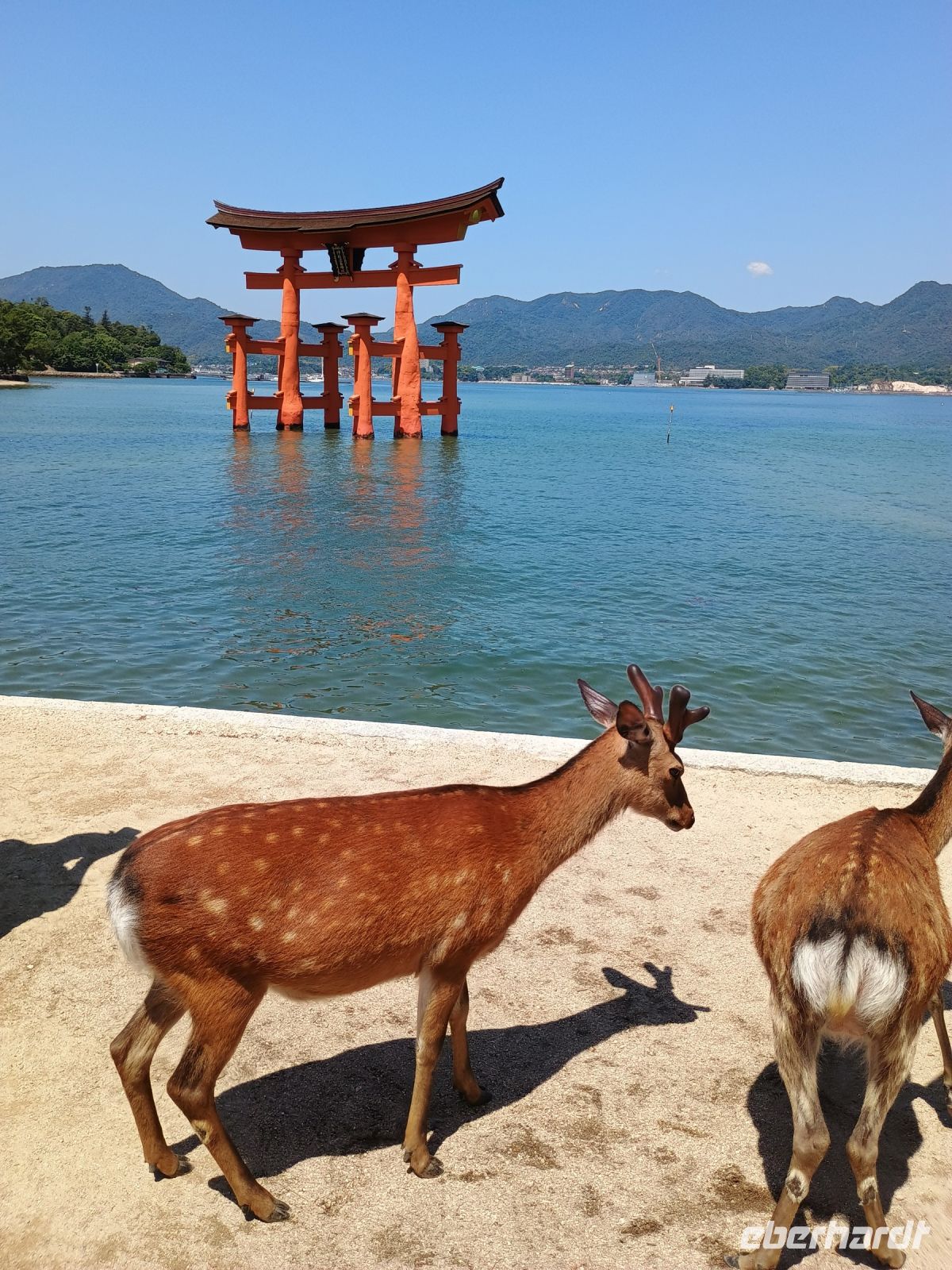 Insel Miyajima &ndash; &copy; Johanna König (Eberhardt TRAVEL)