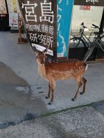 Insel Miyajima &ndash; &copy; Johanna König (Eberhardt TRAVEL)