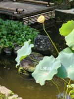 Lotus &ndash; &copy; Beate Klingebiel (Eberhardt TRAVEL)