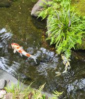 Koi &ndash; &copy; Beate Klingebiel (Eberhardt TRAVEL)