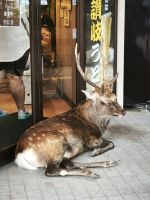 Nara Sika Hirsch &ndash; &copy; Beate Klingebiel (Eberhardt TRAVEL)