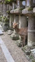 326 – Nara, Kasuga-Schrein &ndash; &copy; Vivien Fiedler (Eberhardt TRAVEL)