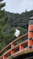 203 – Insel Miyajima, Itsukushima-Schrein