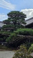 232 – Kyoto, Goldener Pavillon &ndash; &copy; Vivien Fiedler (Eberhardt TRAVEL)