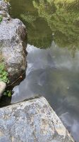 250 – Kyoto, Heian Schrein und Garten &ndash; &copy; Vivien Fiedler (Eberhardt TRAVEL)
